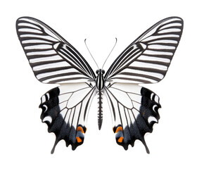 Butterfly with striking black and white wings