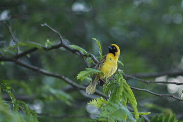 Southern Masked Weaver, African Masked Weaver, Ploceus velatus