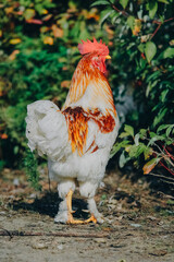 A beautiful adult rooster with colorful plumage stands near a colorful bush and looks at the camera. Portrait of a stately leader rooster. Farm animals, rooster. Agriculture and chicken breeding.