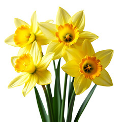 Daffodils or narcissus on white background on white background