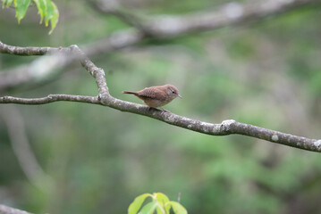 Small songbird house wren on a tree branch