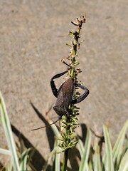 Giant black leaf-footed bug on a flower stalk