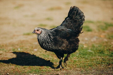 Portrait of a black adult chicken on a farm, portrait, close-up. Breeding of laying hens, modern agriculture. Farming and raising animals in a natural environment. Chicken grazing, farm animals.