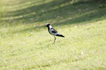 Blacksmith lapwing, vanellus armatus