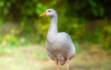 Domestic goose: A domestic goose is a goose that humans have domesticated and kept for their meat, eggs, or down feathers, or as companion animals.