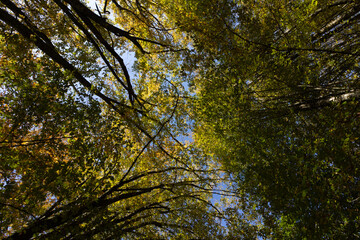 Looking up