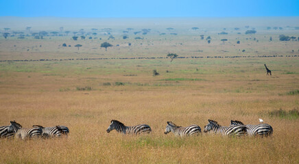 Tanzania is an East African country famous for its vast wildlife areas. These include the plains of the Serengeti National Park.