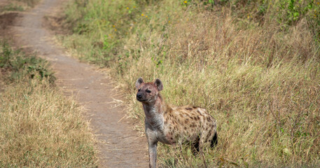 Tanzania is an East African country famous for its vast wildlife areas. These include the plains of the Serengeti National Park.
