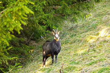 Gemse am Waldrand in den  Alpen