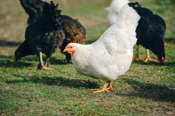 Beautiful adult hens of different colors graze on a farm. Breeding of laying hens, modern agriculture. Farming and raising animals in a natural environment. Chickens graze in the grass.