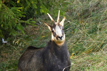 Gemse am Waldrand in den  Alpen