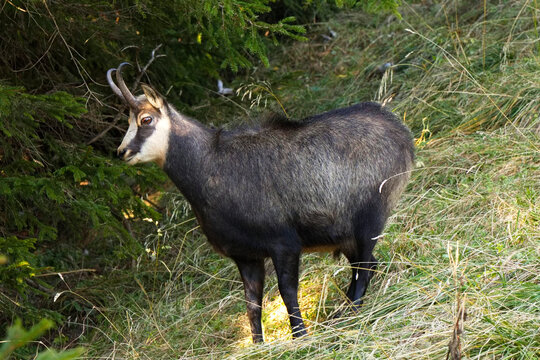 Gemse am Waldrand in den  Alpen