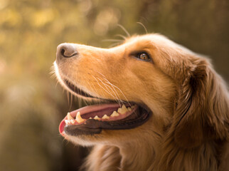 golden retriever dog portrait on green nature trees background isolated