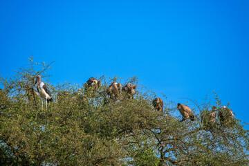 Tanzania is an East African country famous for its vast wildlife areas. These include the plains of the Serengeti National Park.