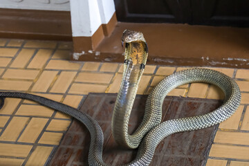 The big king cobra snake on floor for attack