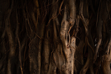 Huge tree trunk log background for posters and pamphlets