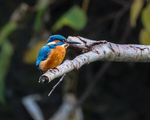 Vibrant Kingfisher on a Branch