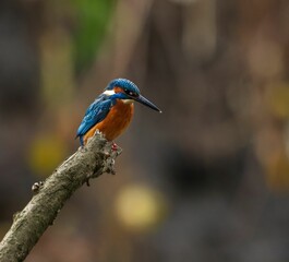 Kingfisher on a branch