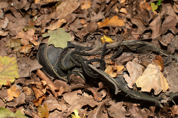 An old sneaker covered with oak leaves	