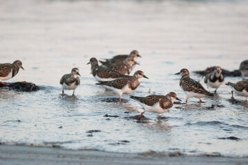 Flock of Ruddy Turnstone foraging at the beach