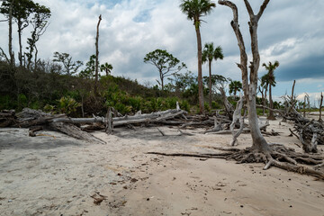 Tons of washed up driftwood litters the beach around eastern Amelia Island in Florida