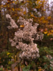 Herbst