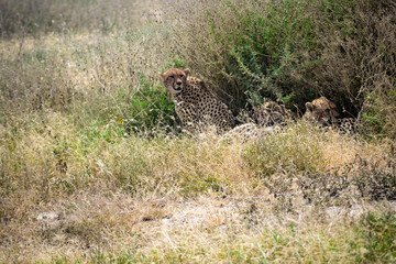 Tanzania is an East African country famous for its vast wildlife areas. These include the plains of the Serengeti National Park.