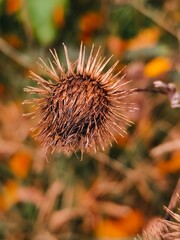 thistle flower