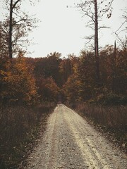 road in the woods