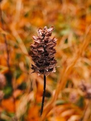 pine cone in autumn