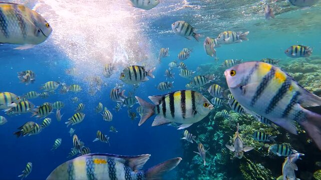 School of fish swims behind snorkeling man.