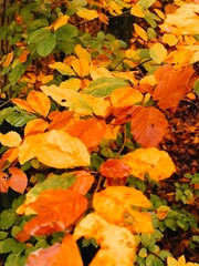 autumn leaves on the water