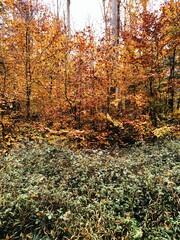 autumn in the forest