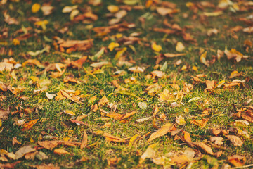 A closeup of the ground covered with dried yellow leaves in a park on a sunny day in autumn. Autumn leaves carpet background. Contrast of green and orange colors in nature. 