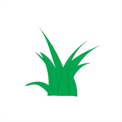 aloe vera plant, green plant illustration