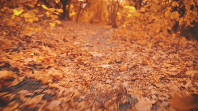 action shoot of forest path covered with fallen autumn leaves. footpath in park colorful wild nature trees yellow orange foliage magic sun rays light flare. Faity landscape fantasy scenery reserve 4k