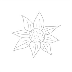white lotus flower, line art of lotus flower vector 