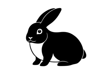 white rabbit isolated on white background