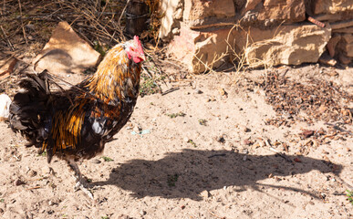 A cock watching its own shadow