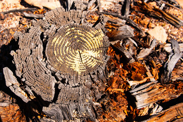 An old rotten tree stump showing year rings clearly in the Cederberg in South Africa
