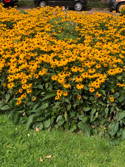 Vibrant Field of Yellow Flowers in a Lush Garden