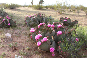 Vibrant Prickly Pear Cactus Blooming in Desert Landscape