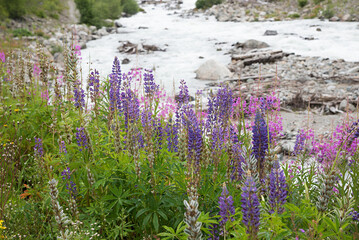 wild lupin and willowherb flowers along riverside of Landquart river, near Monbiel switzerland