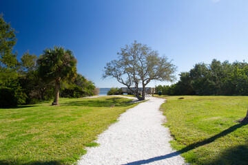 tree in the park