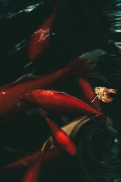a shoal of red fish swims in a pond