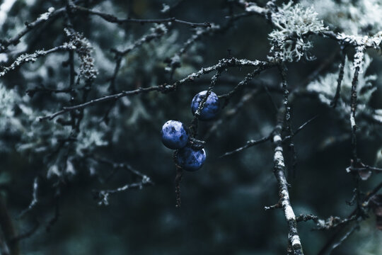 three blue berries close-up with white elements and branches