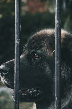 a dog with orange eyes looks through the cage