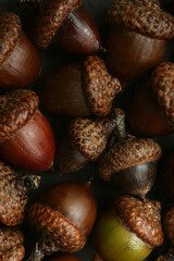 Isolated collection of coloured acorns flatlay 