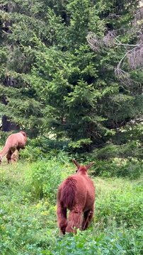 Alpacas grazing peacefully in a lush green meadow on a sunny day, showcasing their soft woolly fur, surrounded by the tranquil countryside and scenic mountain landscape