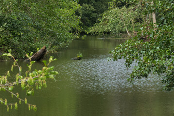 River with bushes and trees on the sides, river landscape with water reflection, leaves reflected in the river, trees reflected in the stream